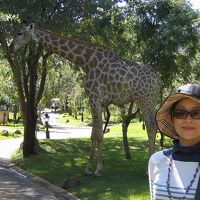 ホテル内の敷地で出会ったキリン