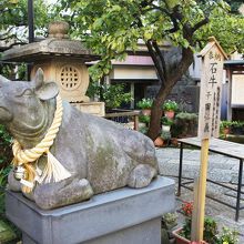 なでると芸事が上達するそうです