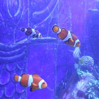 ロストチャンバーにはニモもいるよ