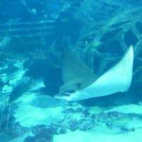 大水槽をパタパタ泳ぐエイ