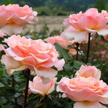 見事なバラが咲き誇っています。