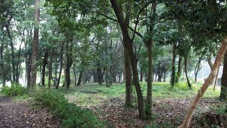 自然林ではないようです