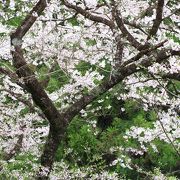 小高い山の上のお寺・・・桜がきれい！！