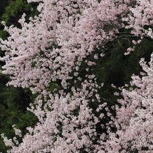 春雨そぼる桜かな・・・