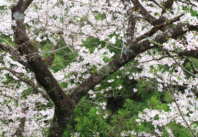 小高い山の上のお寺・・・桜がきれい！！