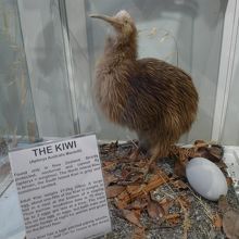 キーウィの剥製