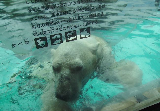 神奈川県の動物園 クチコミ人気ランキングtop17 フォートラベル