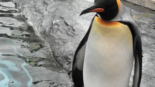 動物たちが間近で見れる