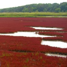 背丈は低いです