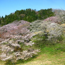 快晴の天気に桜が映えます。