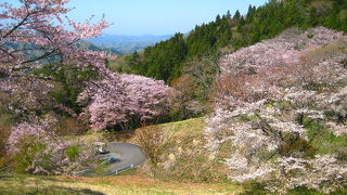 奥久慈の奥の、奥のそのまた奥にある超レアな桜の名所です。