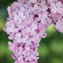 中心に見えるのが3弁