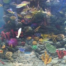 カラフルで綺麗な珊瑚がある水槽も（Zoo)
