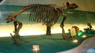 お値打ちな化石博物館