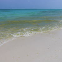 ホテルコテージ前の景色がこれ・・抹茶ヘドロ藻・・最悪でした