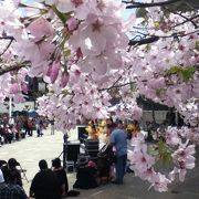 桜が満開でジャパンフェスティバルがひらかれていました