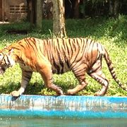 KL動物園