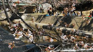 桜の季節は川の両側に桜も人もいっぱいに