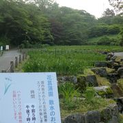 まだ咲いていなかった卯辰山花菖蒲園