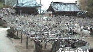 第十一番金剛山藤井寺