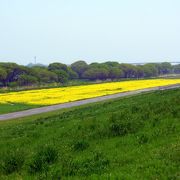 菜の花が満開