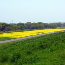 満開の菜の花が見れる利根川河川敷緑地公園