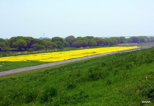 菜の花が満開