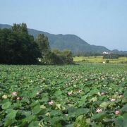 夏には蓮の花が水面を覆いつくします。