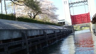 散り始めの頃がおススメです