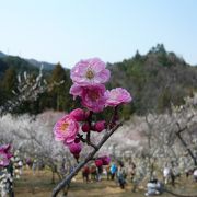 埼玉県を代表する梅の名所