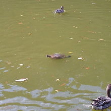 池には亀さんがいっぱいいます