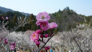 埼玉県を代表する梅の名所