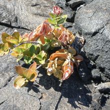 流れ出した溶岩が何百年も経て固まった間から芽吹いた植物