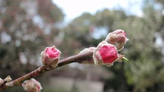 京都御所・・・・・今年は桃の花を愛でに・・・・とやってきました＾−＾