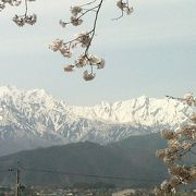 立山連峰と桜が見られる写真スポット