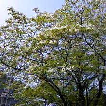 陸上競技場近くのハナミズキが綺麗でした