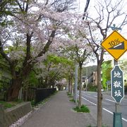 地獄坂に降り注ぐ桜の花びら