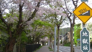 地獄坂に降り注ぐ桜の花びら