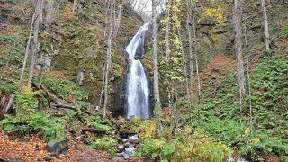 奥入瀬に流れ込む滝