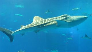 ジンベエザメとマンタ