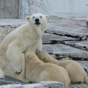 ホッキョクグマがいます