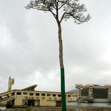 奇跡の一本松。かつて7万本も松があったとは思えない。