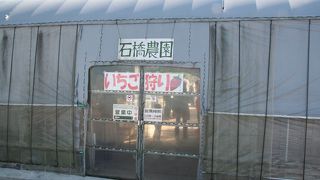 広い高設栽培で楽々イチゴ狩り・石橋農園