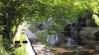 源兵衛川水辺の道