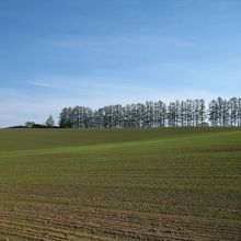 マイルドセブンの丘