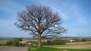 柏の木が空と大地の中で歌っています