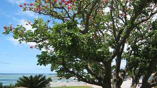 海のエリアにデイゴの木がある！