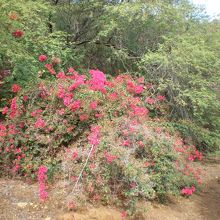 ゲートも無く自然に溢れた癒しのスポット