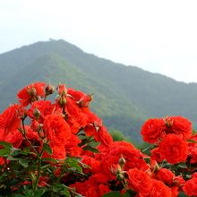 山を背景にバラの花を撮影できます