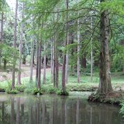 緑の中で気持ちの良い散策を楽しむことができました。